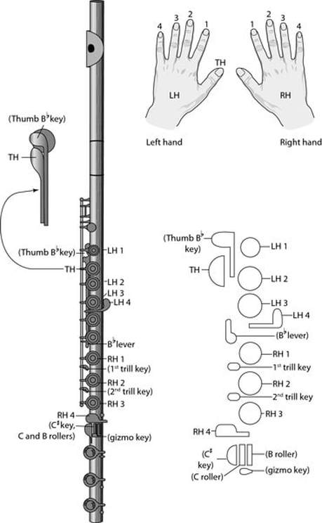 Flute Notes And Finger Chart